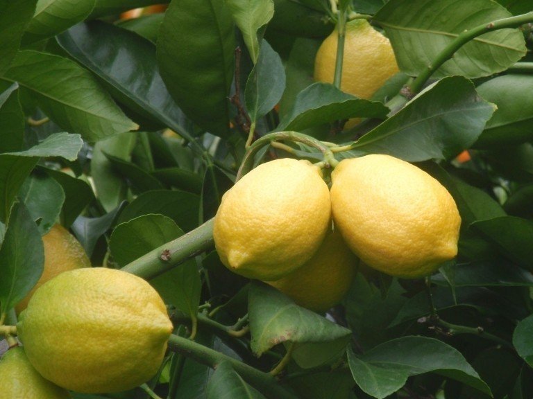 Лимон сорт новогрузинский