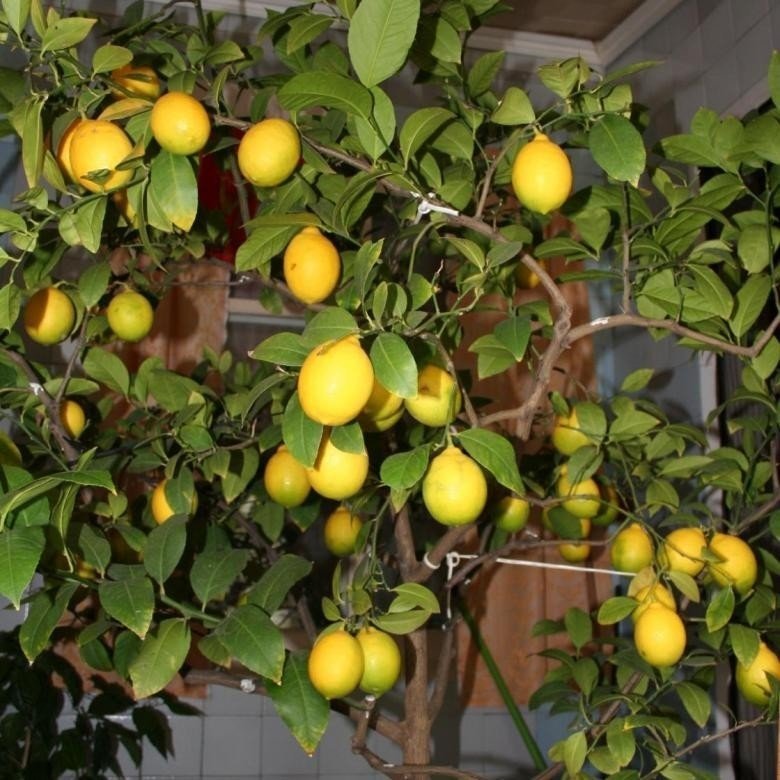 Лимонное дерево пандероза
