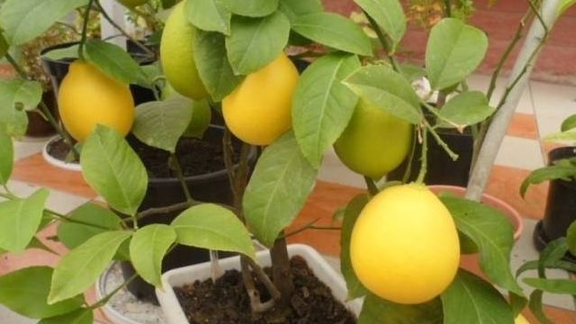 Уход за лимоном в домашних условиях в горшке для начинающих