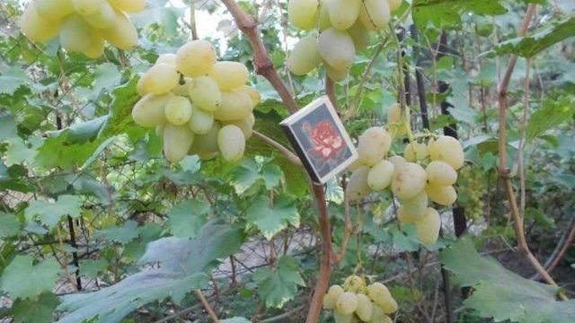 Бурдаковский «гордей» — сверхранняя гибридная форма винограда