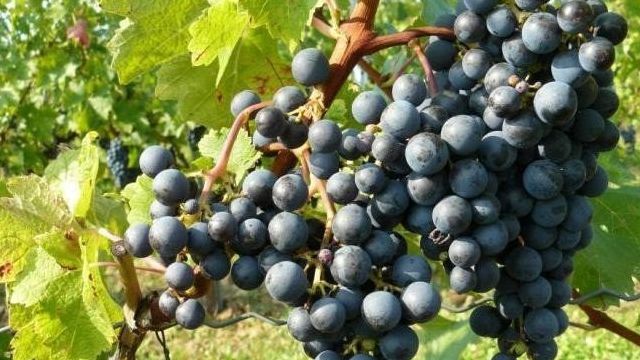 Характеристика винограда Красень
