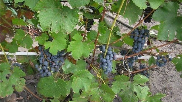 Характеристики винограда «регент», особенности его разведения
