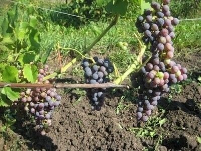 Сорт винограда бастра
