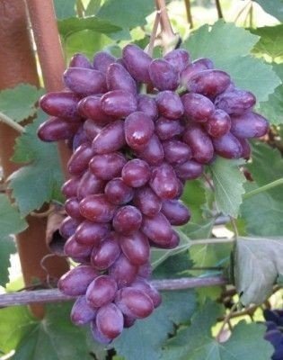 Сорт винограда бешевский