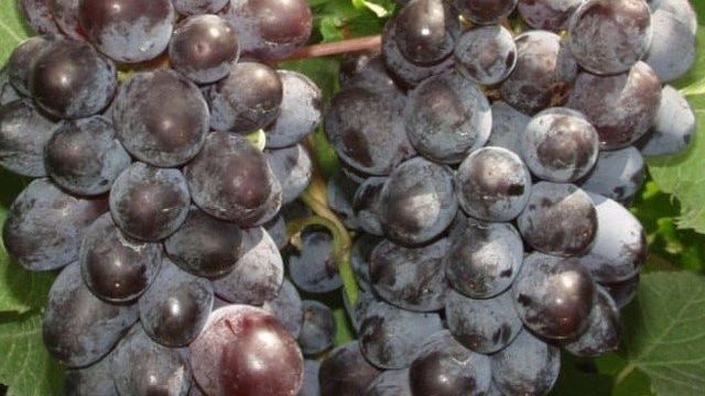 Описание сортов винограда без косточек