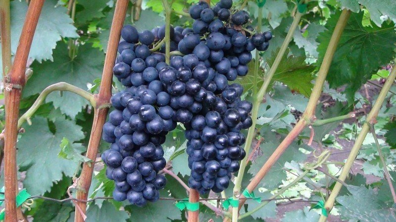 Виноград кишмиш черный изумруд
