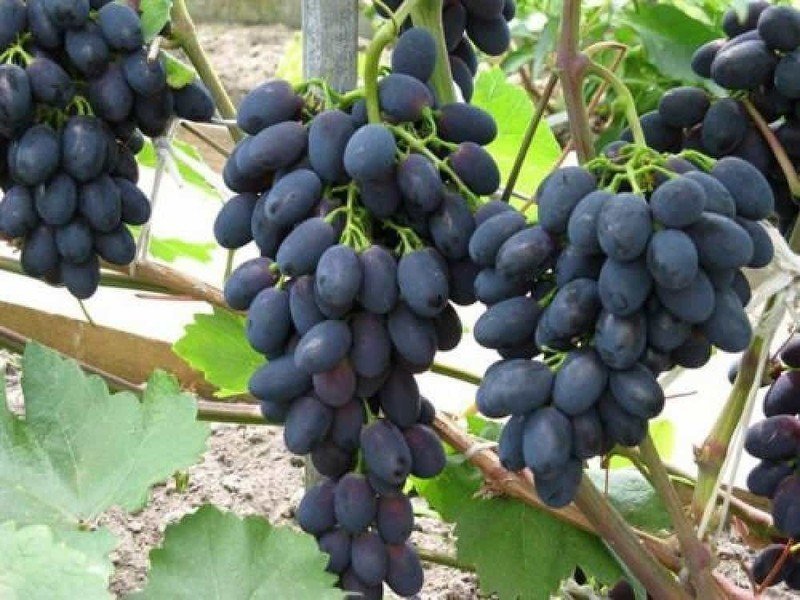 Кодрянка ливия виноград