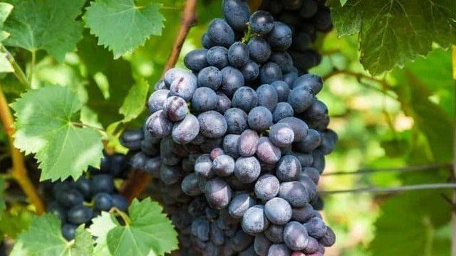 Полное описание винограда сорта «Фурор»