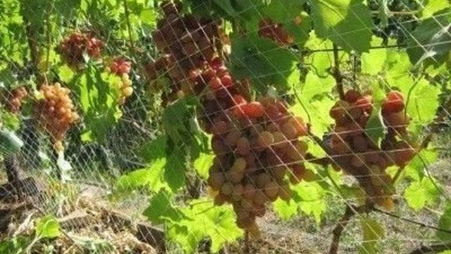 «Валерий воевода» — новый гибридный сорт винограда