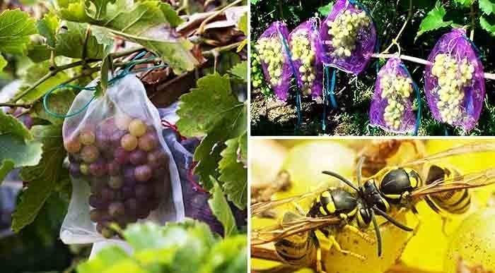 Осы пчелы виноград