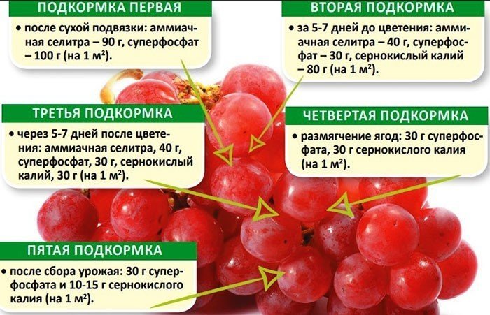 Схема подкормки винограда