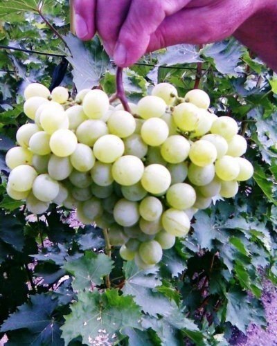 Виноград белая жемчужина