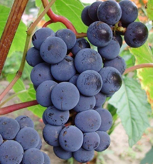 Виноград изюминка