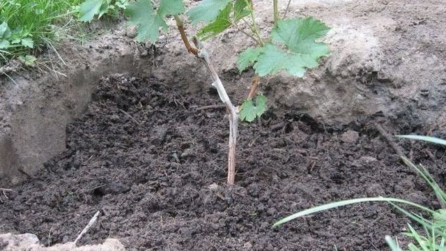 Виноградник шаг за шагом: как правильно сажать виноградные саженцы в грунт весной