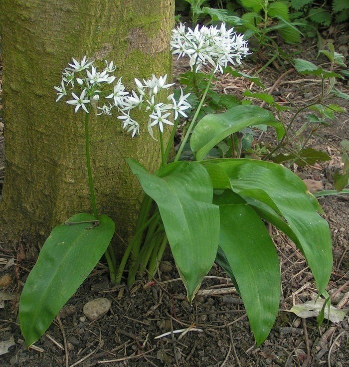 Allium ursinum черемша