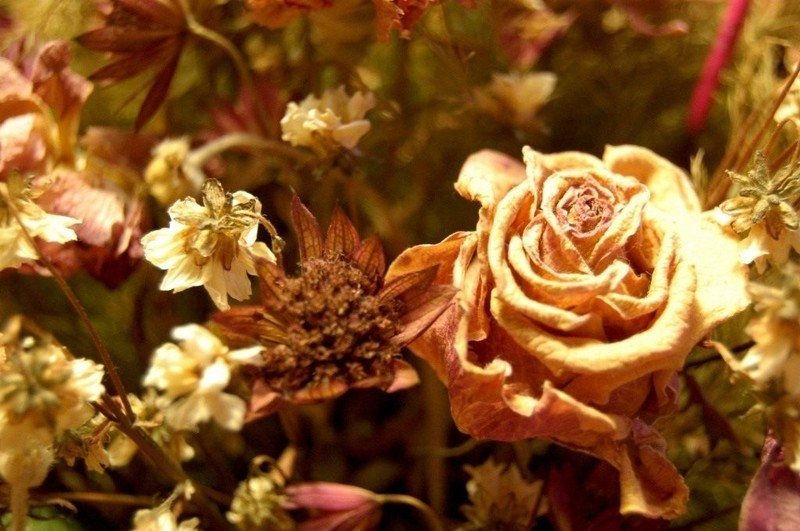Сухая роза гербарий