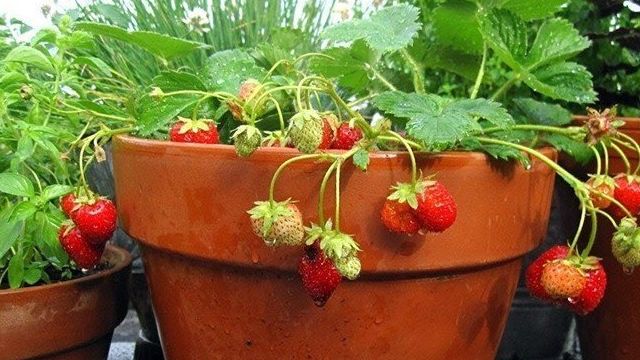 Выращиваем ягоды
