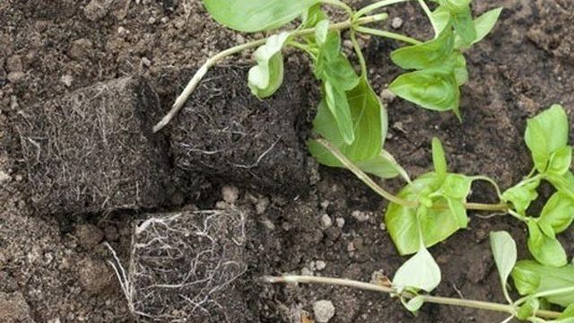 Базилик: выращивание пряной травы на подоконнике и в открытом грунте