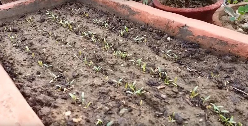 Посев кориандра в открытый грунт