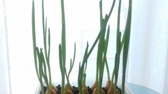 4 способа выращивания зеленого лука на подоконнике