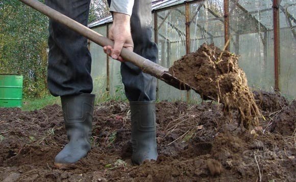 Лопата выкопать дерево