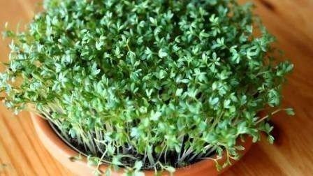Микрозелень кресс салат