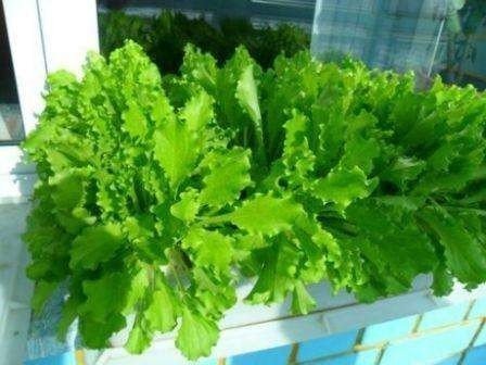 Выращиваем салат латук
