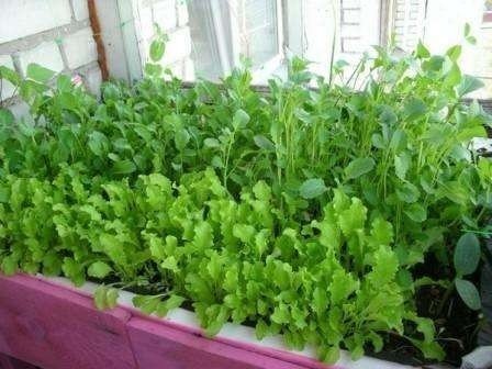 Зелень для салатов на подоконнике