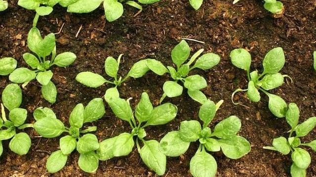 Как сажать семена шпината