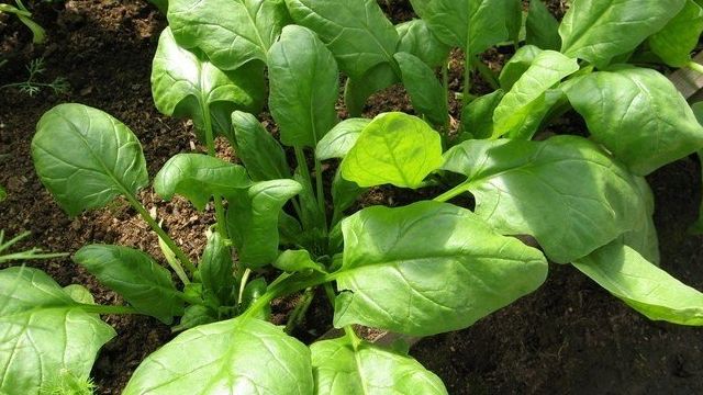 Особенности выращивания шпината из семян: подготовка почвы, посадка и уход за зеленью