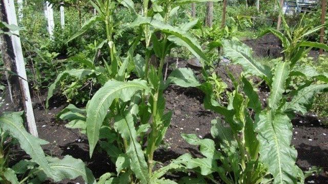 Отличные виды и сорта шпината для домашнего выращивания