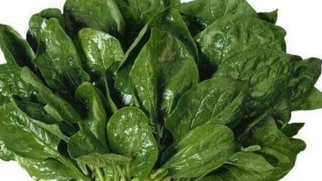 Польза и вред шпината для здоровья, в каком виде лучше употреблять листья