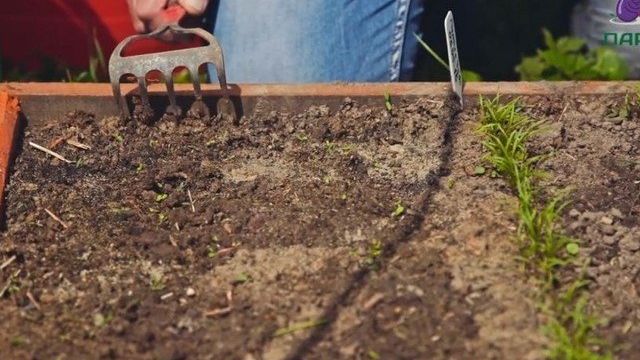 Как сеять семена укропа